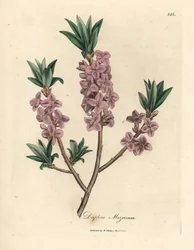 Rosa blühender Seidelbast, Daphne mezereum
