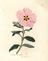 Rosa blühender kretischer Zistrose, Cistus creticus