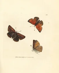 Kupferfarbener Feuerfalter, Lycaena hippothoe. Handkolorierte Kupferstichgravur von James Sowerby aus The British Miscellany, or Coloured figures of new, rare, or little known animal subjects