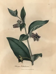 Violett blühende Tollkirsche, Atropa belladonna