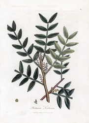 Kittbaum oder Mastixpistazie - Kittbaum, Pistacia lentiscus. Handkolorierte Kupferstich-Illustration von James Sowerby aus William Woodville und Sir William Jackson Hookers „Medical Botany“, John Bohn, London