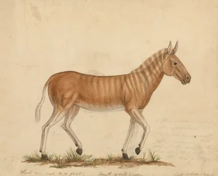 Quagga-Zebra