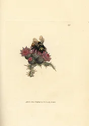 Steinhummel, Bombus lapidarius (Apis flavicollis), auf einer Distel. Handkolorierter Kupferstich von James Sowerby aus The British Miscellany, or Coloured figures of new, rare, or little known animal subjects.