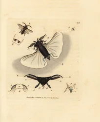 Sandbienenparasit, Stylops melittae. Handkolorierter Kupferstich von James Sowerby aus The British Miscellany, oder Coloured figures of new, rare, or little known animal subjects.
