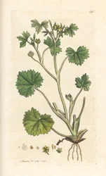 Kleinblütiger Hahnenfuß, Ranunculus parviflorus. Handkolorierter Kupferstich nach einer Illustration von James Sowerby aus James Smiths English Botany, London