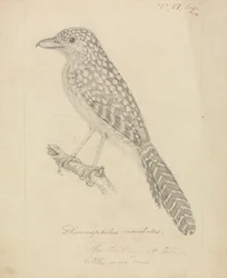Fleckenspecht-Ameisenvogel