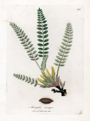 Stängelloser Astragalus - Stängelloser Tragant, Astragalus excapus. Handkolorierte Kupferstichgravur aus einer botanischen Illustration von James Sowerby aus William Woodville und Sir William Jackson Hooker