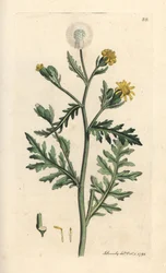 Klebriges Greiskraut, Senecio viscosus. Handkolorierter Kupferstich nach einer Illustration von James Sowerby aus James Smiths English Botany, London