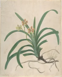 Studie einer Orchidee, „Vanda Roxburgia“