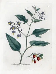 Bittersüßer oder bittersüßer Nachtschatten - Bittersüßer Nachtschatten, Solanum dulcamara. Handkolorierter Kupferstich nach einer botanischen Illustration von James Sowerby aus William Woodvilles und Sir William Jackson Hookers „Medical Botany“, John
