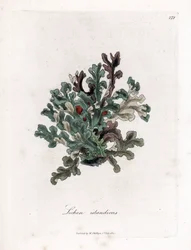 Isländisches Moos, Lichen islandicus. Handkolorierter Kupferstich aus einer botanischen Illustration von James Sowerby aus William Woodville und Sir William Jackson Hooker