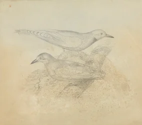 Zwei Vögel auf einem Ast