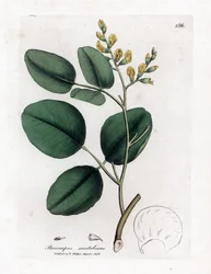 Varietät der Fabaceae (Hülsenfrüchtler) - Rotes Sandelholz, Pterocarpus santalinus