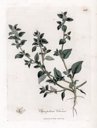 Stinkender Gänsefuß, Chenopodium vulvaria. Handkolorierte Kupferstichgravur aus einer botanischen Illustration von James Sowerby aus William Woodville und Sir William Jackson Hooker