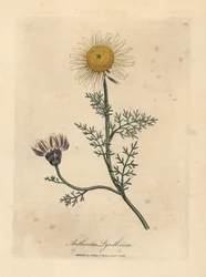 Weiße und gelbe spanische Kamille, Anthemis pyrethrum