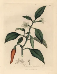 Weißblühender, scharlachroter Guinea-Pfeffer, Capsicum annuum