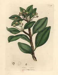 Winterrindenbaum, Wintera aromatica, Drimys winteri