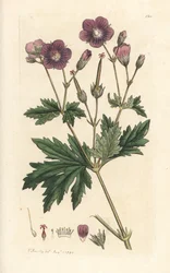 Wald-Storchschnabel, Geranium sylvaticum. Handkolorierter Kupferstich nach einer Illustration von James Sowerby aus James Smith