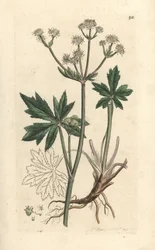 Sanikel, Sanicula europaea