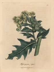 Gelb blühendes Schwarzes Bilsenkraut, Hyoscyamus niger