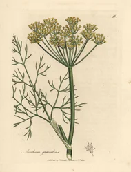 Gelbblühender Dill, Anethum graveolens