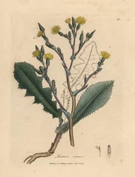 Gelbblühender wilder Lattich, Lactuca virosa