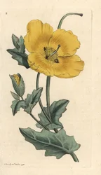 Gelbes Hornmohn, Glaucium flavum. Handkolorierter Kupferstich nach einer Illustration von James Sowerby aus James Smith