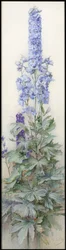 Rittersporn, ca. 1920
