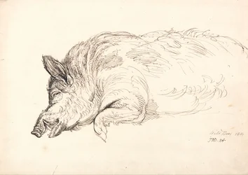 Ein Wildschwein, schlafend oder tot