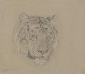 Kopf eines Tigers