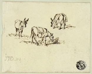 Pferd und Maultiere beim Grasen