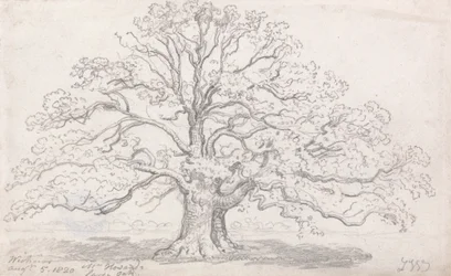 Mr. Howards große Eiche, 5. August 1820