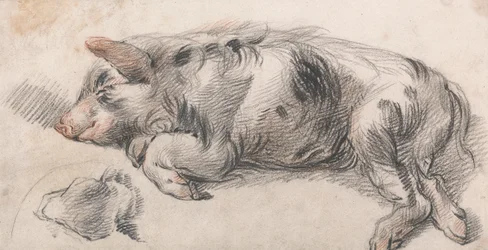 Schlafendes Schwein