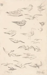 Studien von Möwen