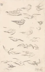Studien von Möwen