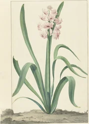 Die rosa Hyazinthe Rex Rubrorum