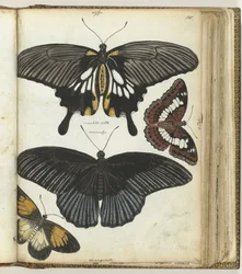 Indische Schmetterlinge