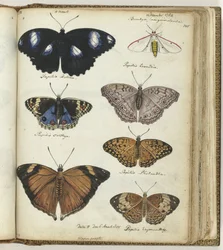 Indische Schmetterlinge