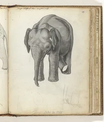 Junger Elefant