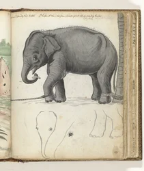 Junger Elefant am Baum