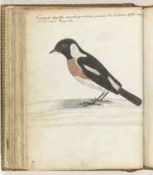 Kapvogel