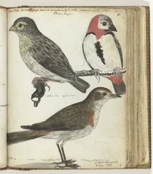 Kapvögel