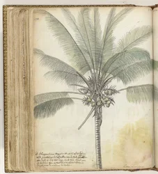 Kokosbaum
