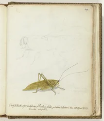 Ostindische Heuschrecke