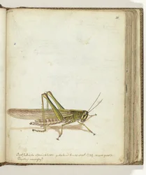 Heuschrecke