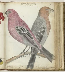 Schwedische Vögel