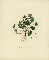 Duftveilchen oder Englisches Veilchen, Viola odorata