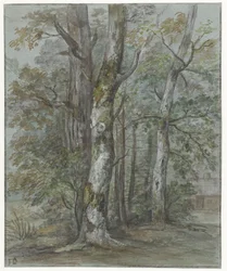 Baumstudie