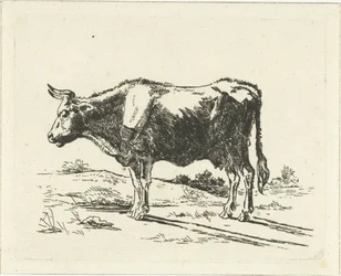 Stehende Kuh