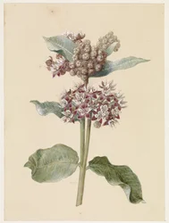 Blühende Asclepias-Arten